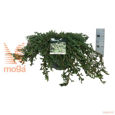http://twentheplant.nl/tsd/55037_JUCRISTO_8P26060080_2.jpg