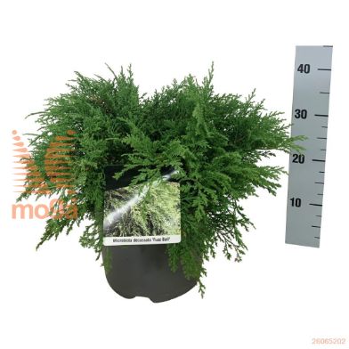 http://twentheplant.nl/tsd/55037_MIDFBALL_8P26050060_2.jpg