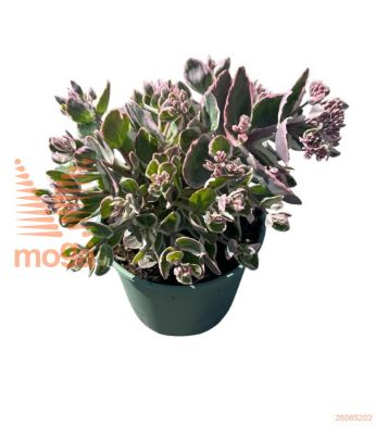 http://twentheplant.nl/tsd/98775_SETLVROS_8P17_2.jpg