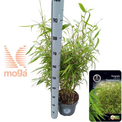http://twentheplant.nl/tsd/81898_FARFORMI_8P23060080_2.jpg