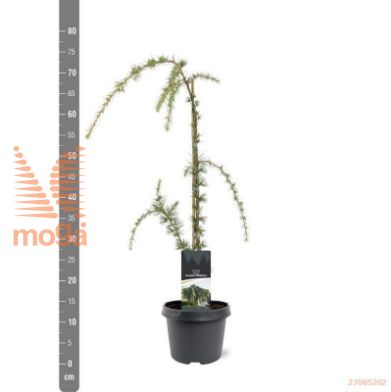 http://twentheplant.nl/tsd/55938_CELGPEND_8P19050060_1.jpg