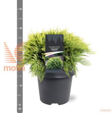 http://twentheplant.nl/tsd/55938_CHLSUNKI_8P23030040_1.jpg