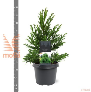 http://twentheplant.nl/tsd/55938_CRJJINDA_8P19030040_1.jpg