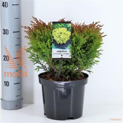 http://twentheplant.nl/tsd/55938_JUHLIMEG_8P19020025_1.jpg