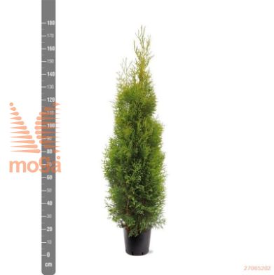 http://twentheplant.nl/tsd/55938_THOKBRAB_9C10150175_1.jpg
