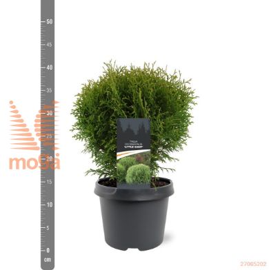 http://twentheplant.nl/tsd/55938_THOLGIAN_8p19025030_1.jpg