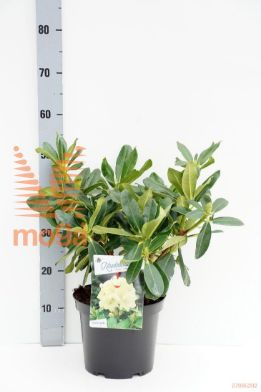 http://twentheplant.nl/tsd/55802_RHHMONAR_8P23030040_1.jpg