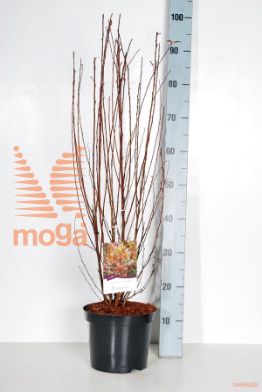 http://twentheplant.nl/tsd/70850_PHOLDEVI_8P21040050_2.jpg