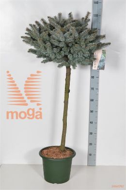 http://twentheplant.nl/tsd/70850_PIPGGLOB_S060C10_2.jpg