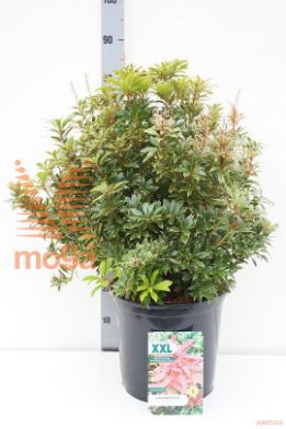 http://twentheplant.nl/tsd/70850_PIJCARNA_9C15050060_1.jpg