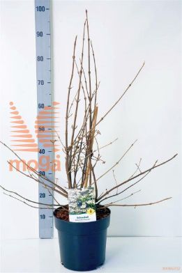 http://twentheplant.nl/tsd/70850_VIPKSUNR_8P23030040_1.jpg