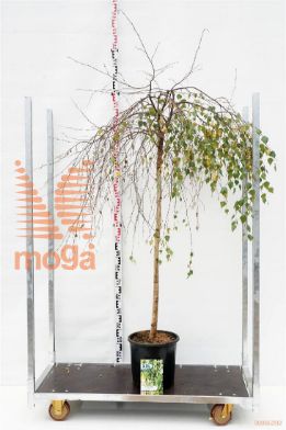 http://twentheplant.nl/tsd/70850_BEPYOUNG_S140C18_1.jpg