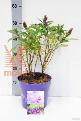 http://twentheplant.nl/tsd/70850_BUDVCOPP_8P21_1.jpg