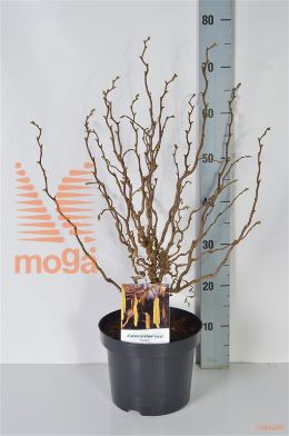 http://twentheplant.nl/tsd/70850_COATWIST_8P23060080_2.jpg