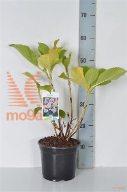http://twentheplant.nl/tsd/80717_HYMAYESH_8P19025030_2.jpg
