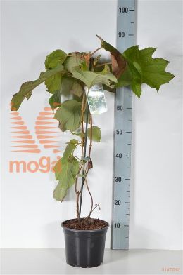 http://twentheplant.nl/tsd/80717_HYQSDWAR_8P19040050_1.jpg