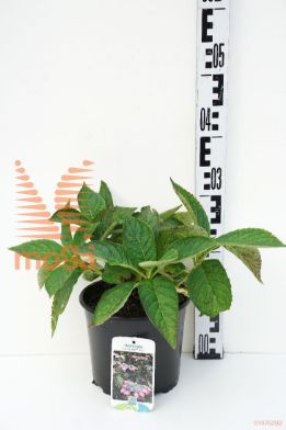 http://twentheplant.nl/tsd/80717_HYSINTER_8p19025030_1.jpg