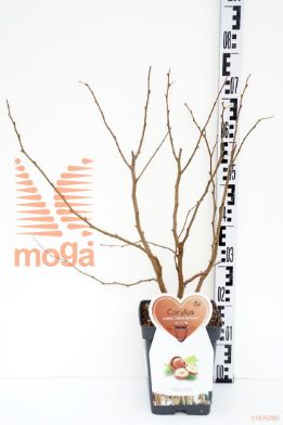 http://twentheplant.nl/tsd/94450_COHRIESE_8p23str_1.jpg
