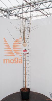 http://twentheplant.nl/tsd/94450_CRMPSCAR_S120P26_1.jpg