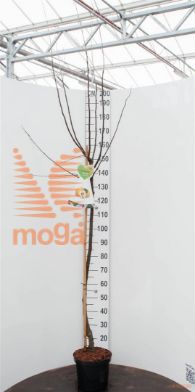 http://twentheplant.nl/tsd/94450_CYOVRANJ_S120P26_1.jpg