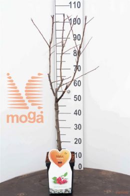 http://twentheplant.nl/tsd/94450_MARSENTI_S050P23_1.jpg