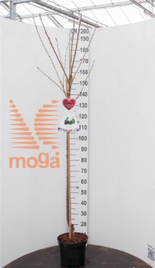 http://twentheplant.nl/tsd/94450_PRABERGE_S120P26_1.jpg