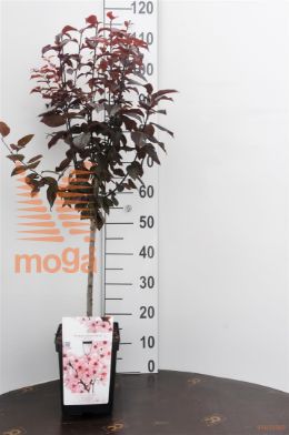 http://twentheplant.nl/tsd/94450_PRCNIGRA_S050P23_1.jpg