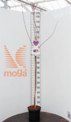 http://twentheplant.nl/tsd/94450_PRDAPRIM_S120P26_1.jpg