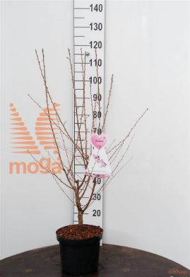 http://twentheplant.nl/tsd/94450_PRICUNER_8P26STR_1.jpg