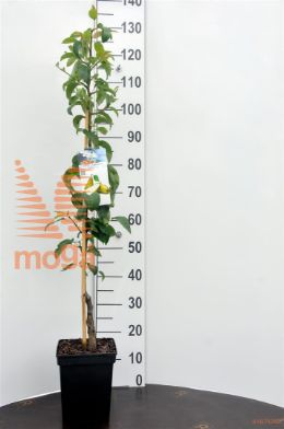 http://twentheplant.nl/tsd/94450_PYCCONDO_8P23ZUIL_1.jpg
