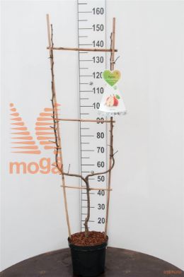 http://twentheplant.nl/tsd/94450_PYCDCOMI_8P26UVORM_1.jpg