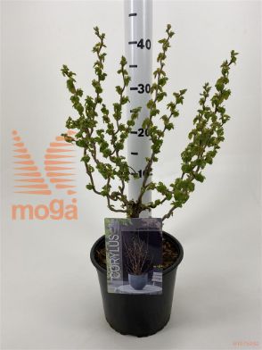 http://twentheplant.nl/tsd/76218_COASCOOT_8P19030040_1.jpg