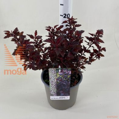 http://twentheplant.nl/tsd/76218_PHOABLAC_8P19035040_2.jpg