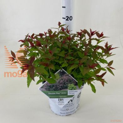 http://twentheplant.nl/tsd/76218_SPJDPART_8P19025030_2.jpg