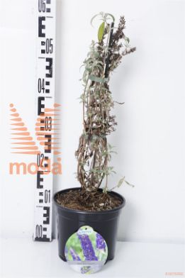 http://twentheplant.nl/tsd/80717_BUDABLUE_8P19040050_1.jpg
