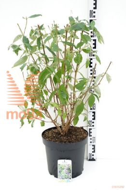 http://twentheplant.nl/tsd/80717_BULOCHIN_8p26060070_1.jpg