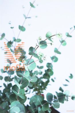 http://twentheplant.nl/tsd/82824_EUGAZURA_8P19040_1.jpg