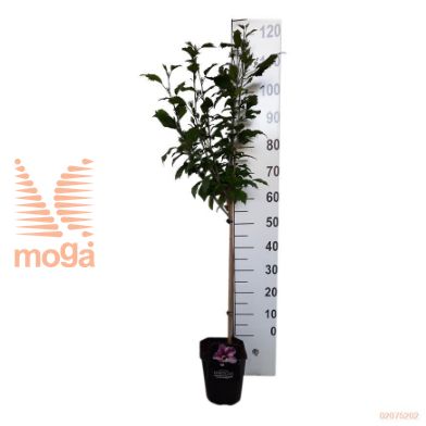 http://twentheplant.nl/tsd/57393_HISFTPUR_S060P22SQ_2.jpg