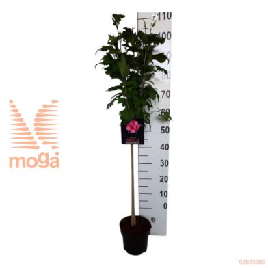 http://twentheplant.nl/tsd/57393_HISFTRUB_S060P22SQ_2.jpg