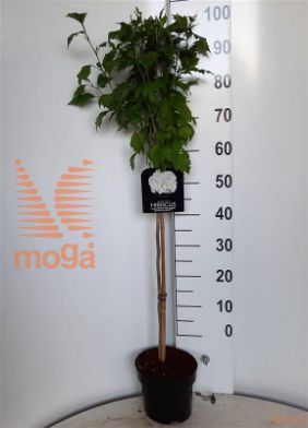 http://twentheplant.nl/tsd/57393_HISFTWHI_S060P22SQ_2.jpg