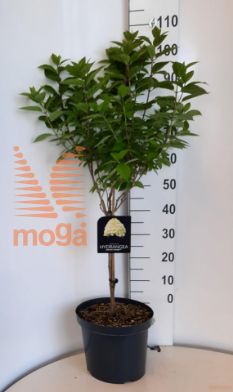 http://twentheplant.nl/tsd/57393_HYPLIMEL_S060C10_2.jpg
