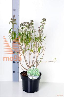 http://twentheplant.nl/tsd/80612_CACSTEPH_8P19030040_2.jpg