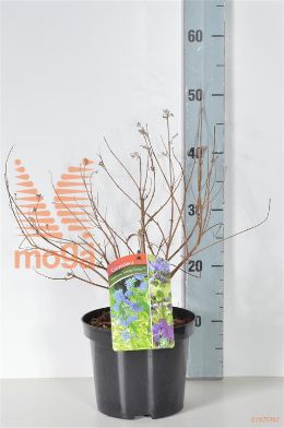 http://twentheplant.nl/tsd/80612_CACSSORB_8P19030040_2.jpg