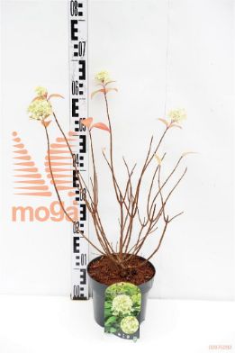 http://twentheplant.nl/tsd/80612_HYPMCAND_8P19040050_1.jpg