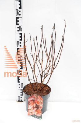 http://twentheplant.nl/tsd/80612_PHODDOR_8P19030040_1.jpg