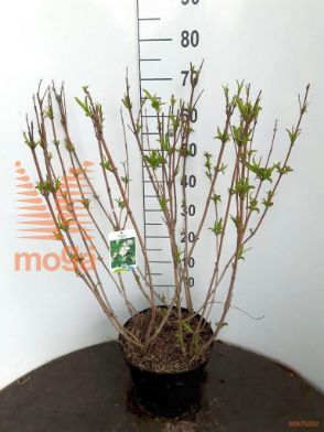 http://twentheplant.nl/tsd/90925_WECANDID_9C10050060_1.jpg