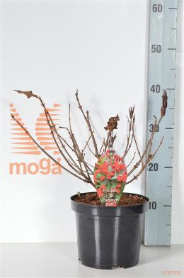 http://twentheplant.nl/tsd/80612_WEFASRED_8P19030040_2.jpg