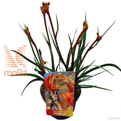 http://twentheplant.nl/tsd/82539_ANOGLOW_8P17030040_2.jpg