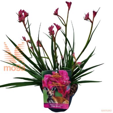 http://twentheplant.nl/tsd/82539_ANPPEARL_8p17030040_2.jpg