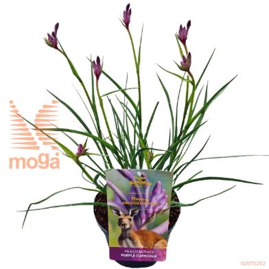 http://twentheplant.nl/tsd/82539_ANPCARNI_8p17030040_2.jpg